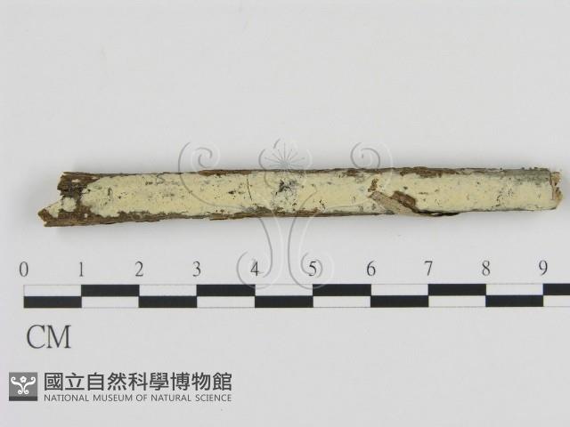 登錄號:F0012779藏品圖，第1張