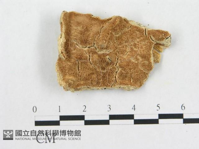 登錄號:F0017779藏品圖，第1張