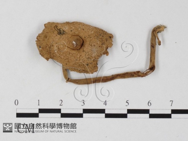 登錄號:F0025779藏品圖，第1張