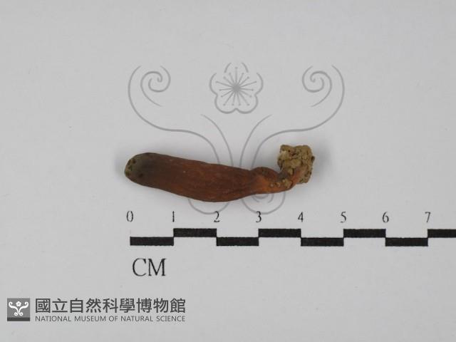 登錄號:F0029779藏品圖，第1張