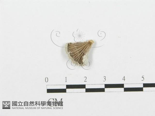 裂褶菌藏品圖，第1張