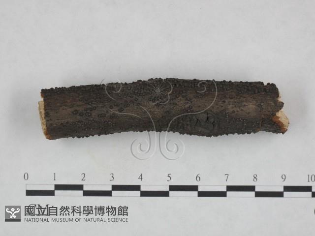 登錄號:F0023779藏品圖，第1張