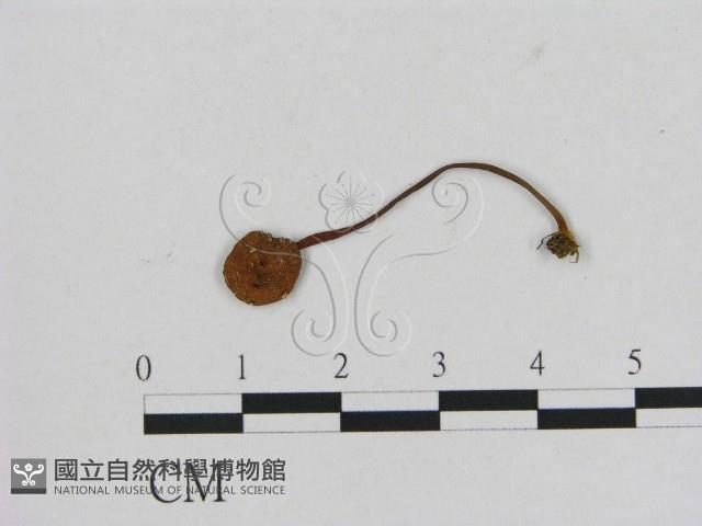 小菇屬藏品圖，第1張