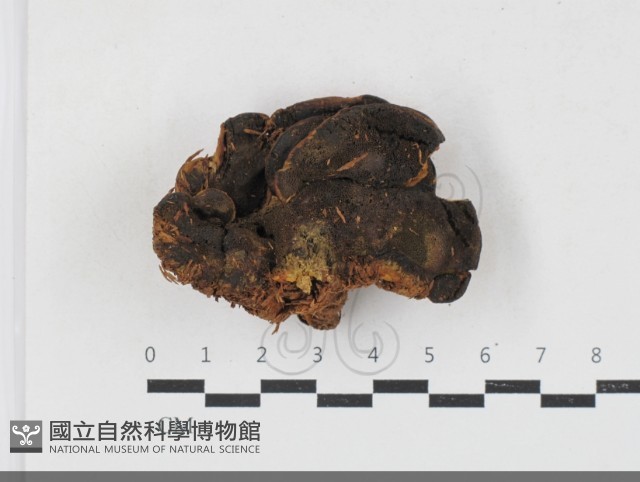 登錄號:F0033779藏品圖，第1張