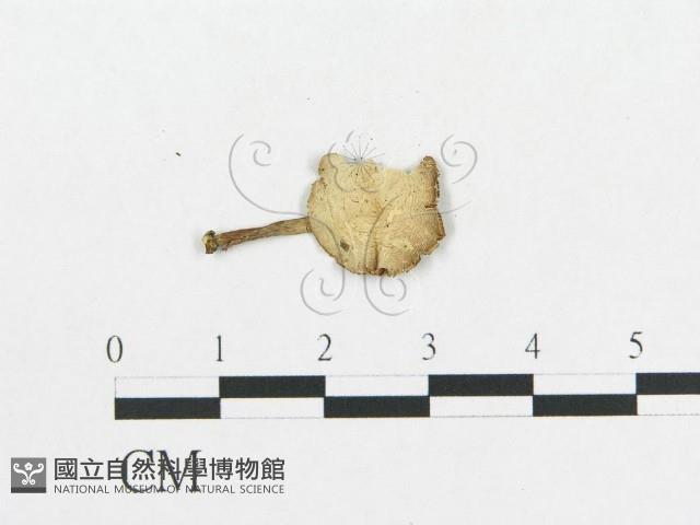 登錄號:F0008579藏品圖，第1張
