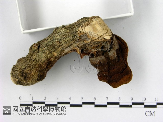 登錄號:F0010579藏品圖，第1張