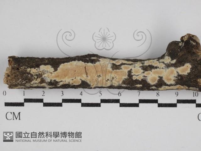 登錄號:F0030579藏品圖，第1張