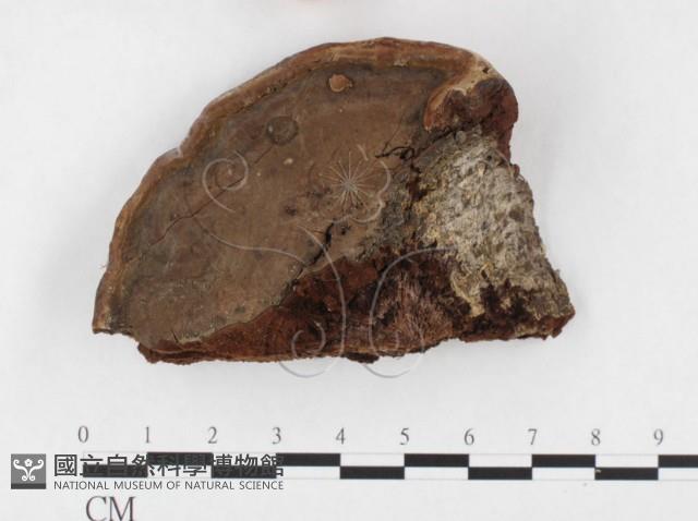 登錄號:F0026579藏品圖，第1張