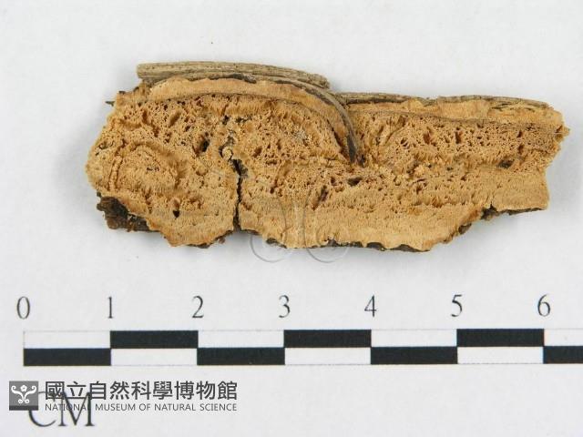 登錄號:F0006579藏品圖，第1張