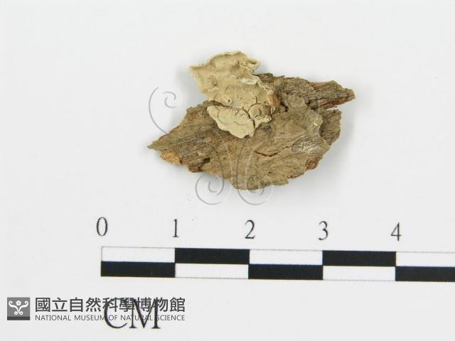 登錄號:F0016579藏品圖，第1張