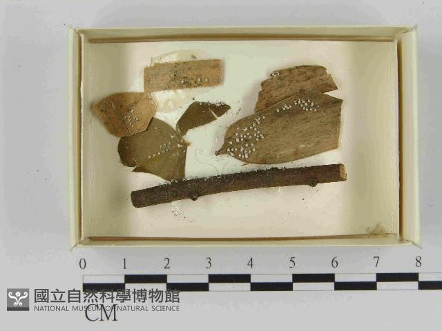 登錄號:F0021579藏品圖，第1張