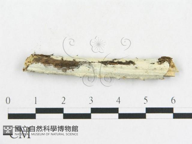 登錄號:F0001579藏品圖，第1張