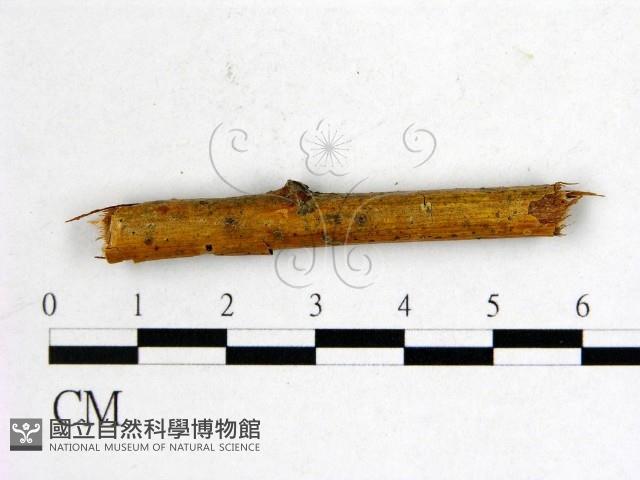 登錄號:F0011579藏品圖，第1張