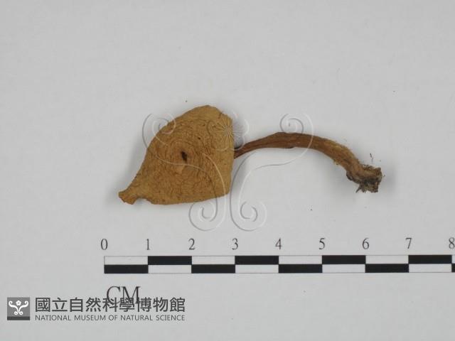 登錄號:F0024579藏品圖，第1張