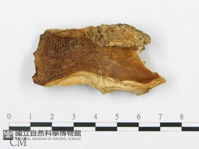 登錄號:F0004579藏品圖，第1張