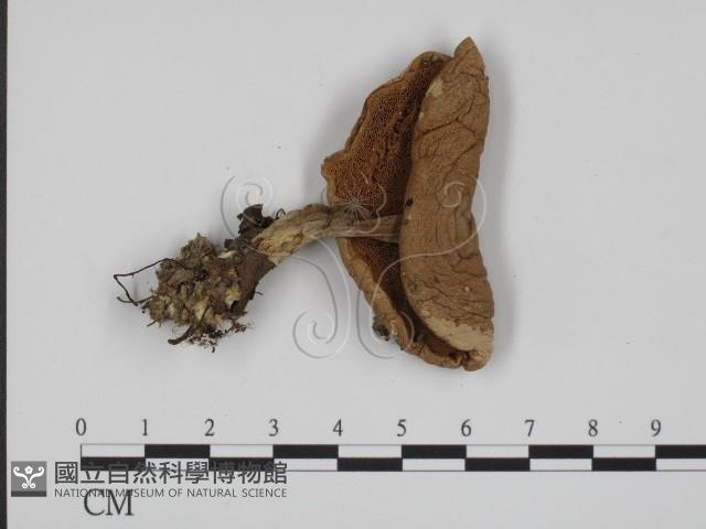 登錄號:F0014579藏品圖，第1張