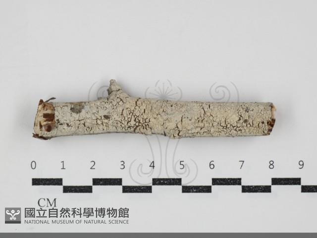 剛毛絲皮菌藏品圖，第1張