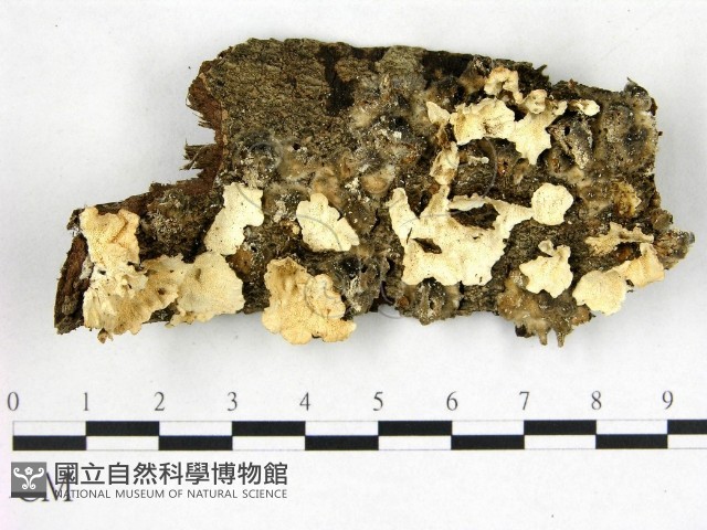 雲芝藏品圖，第1張