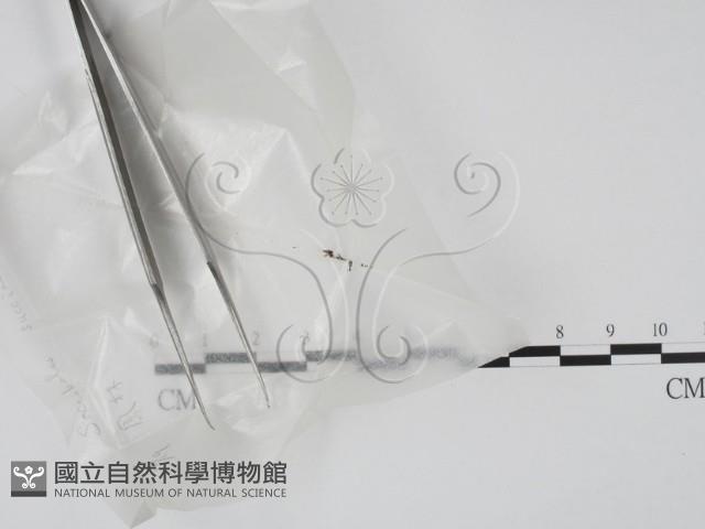 登錄號:F0002579藏品圖，第1張