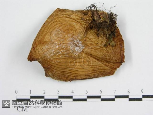 登錄號:F0012579藏品圖，第1張