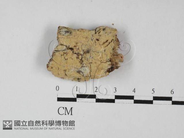 絲齒菌屬藏品圖，第1張