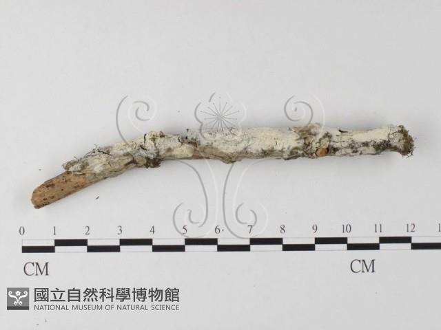 登錄號:F0025579藏品圖，第1張