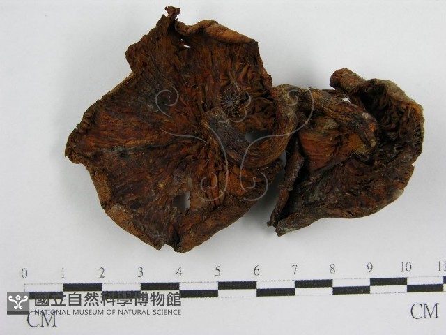 登錄號:F0005579藏品圖，第1張