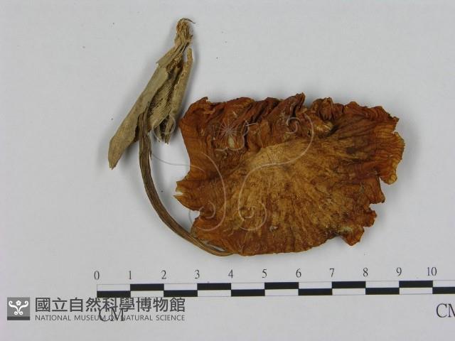 登錄號:F0015579藏品圖，第1張