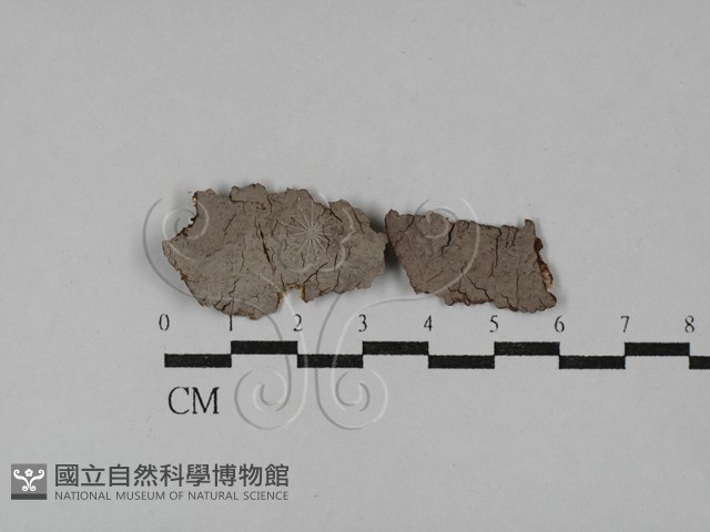 刺革菌屬藏品圖，第1張
