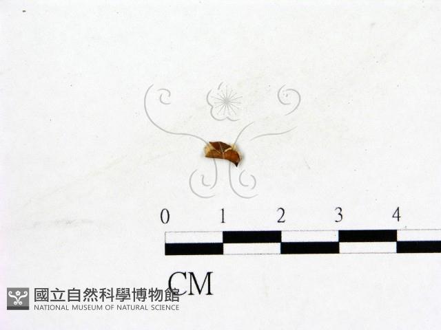 登錄號:F0019579藏品圖，第1張