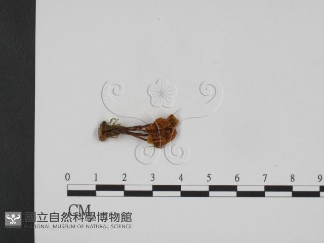 登錄號:F0008179藏品圖，第1張