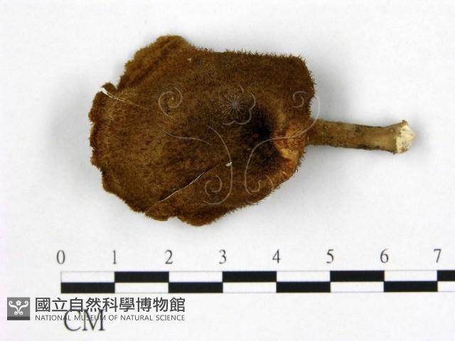 登錄號:F0020179藏品圖，第1張