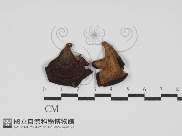 Accession Number:F0030179 Collection Image, Figure 1, Total 2 Figures