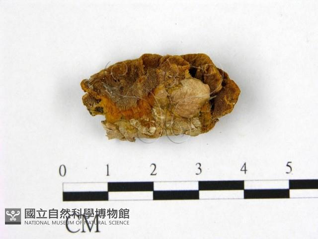 登錄號:F0006179藏品圖，第1張