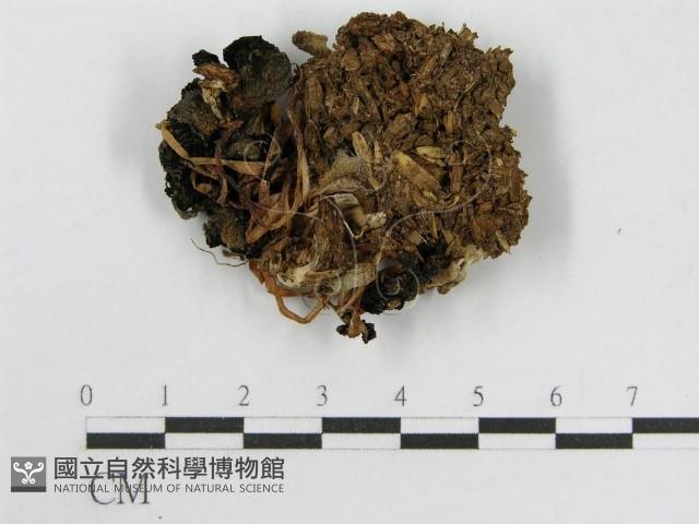 登錄號:F0016179藏品圖，第1張