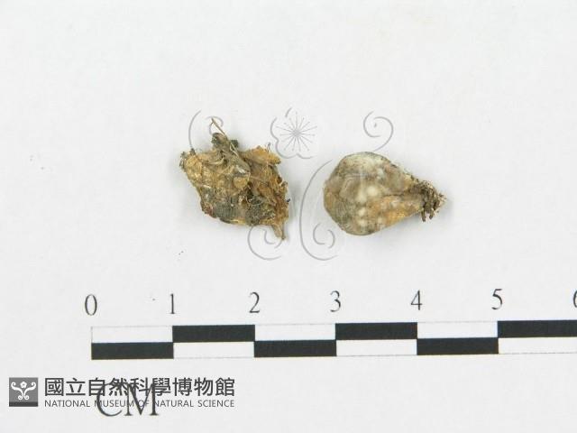 登錄號:F0001179藏品圖，第1張