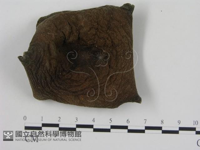 登錄號:F0011179藏品圖，第1張