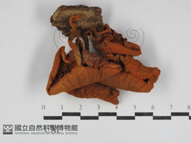 登錄號:F0031179藏品圖，第1張