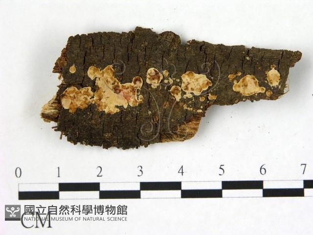 刺皮菌屬藏品圖，第1張