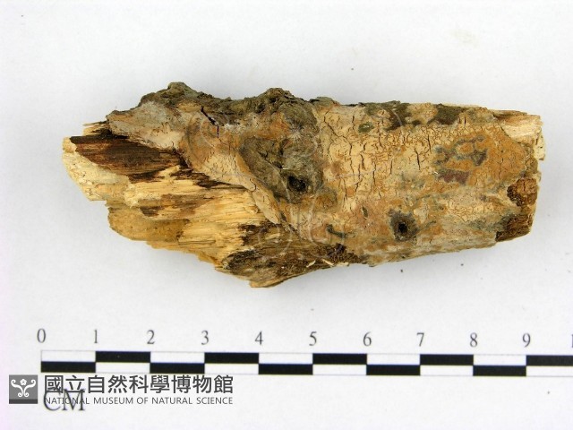 登錄號:F0022179藏品圖，第1張