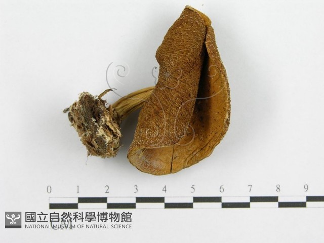 登錄號:F0002179藏品圖，第1張
