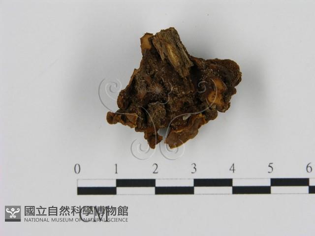 登錄號:F0007179藏品圖，第1張