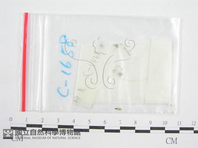 鬼傘屬藏品圖，第1張