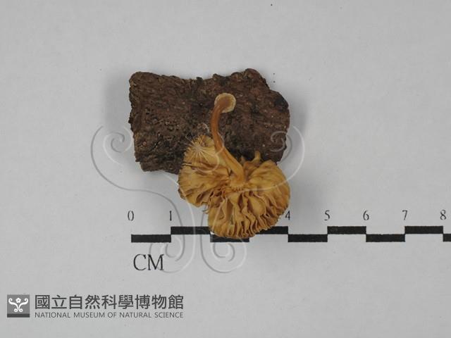 登錄號:F0029179藏品圖，第1張