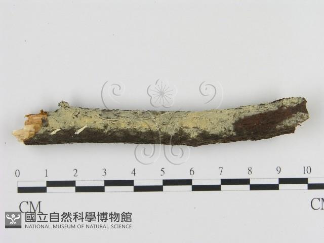 登錄號:F0009179藏品圖，第1張