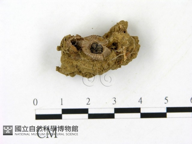 登錄號:F0023179藏品圖，第1張