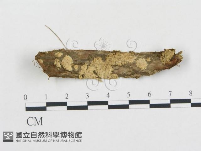 登錄號:F0003179藏品圖，第1張