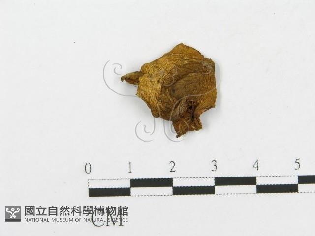 登錄號:F0013179藏品圖，第1張