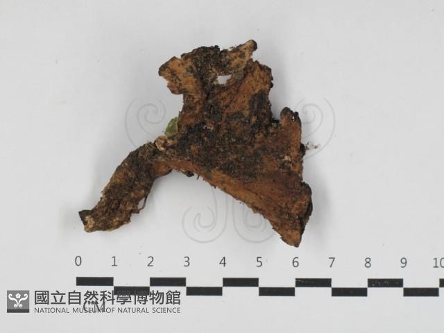 登錄號:F0033179藏品圖，第1張