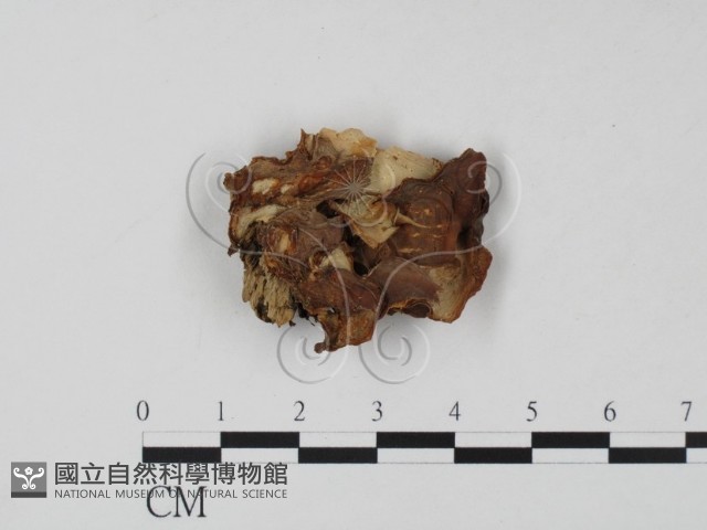 登錄號:F0008079藏品圖，第1張